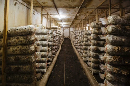 Stacks of oil substrate stored in warehouse